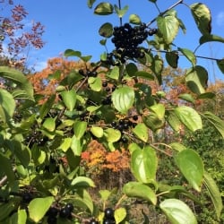 common buckthorn fruits