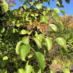 common buckthorn leaves