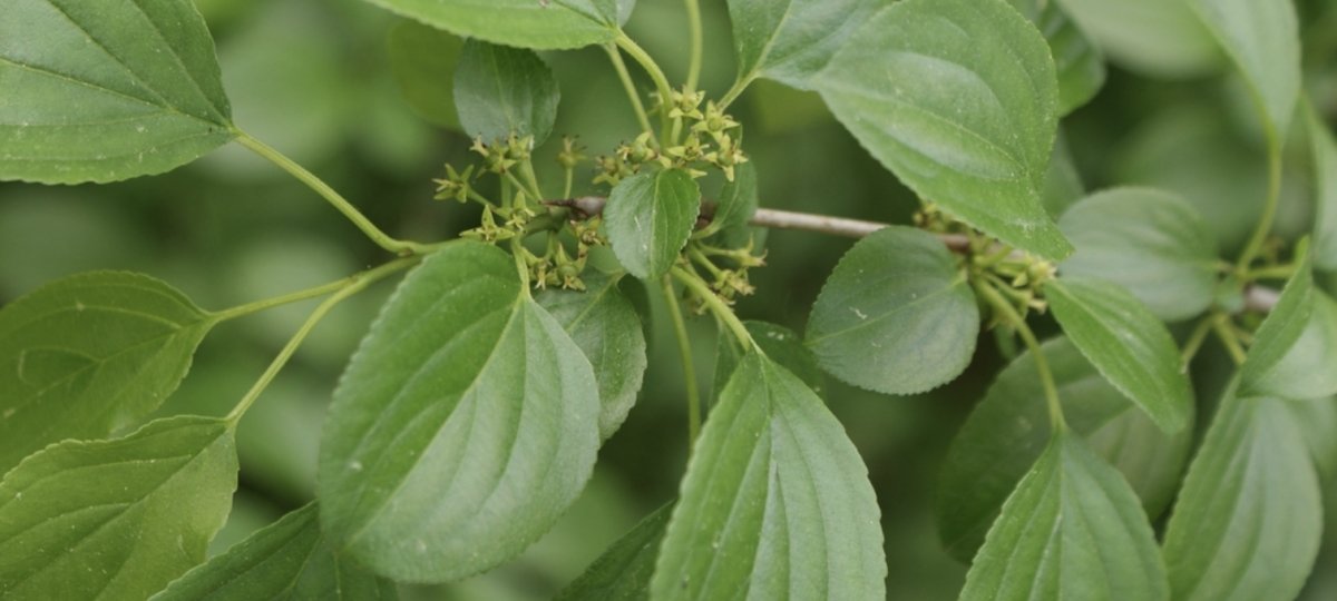 common buckthorn leaves, flowers, and spine