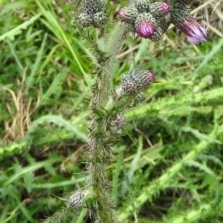 European marsh thistle stem