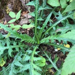 European marsh thistle foliage