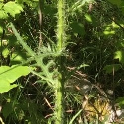 European marsh thistle leaves and stem