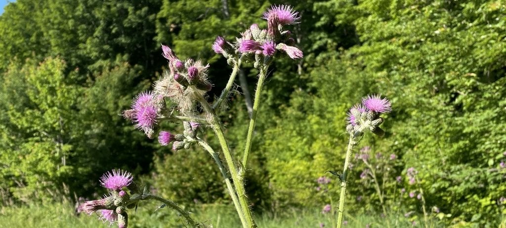 European marsh thistle flower and stem