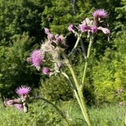 European marsh thistle flower cluster