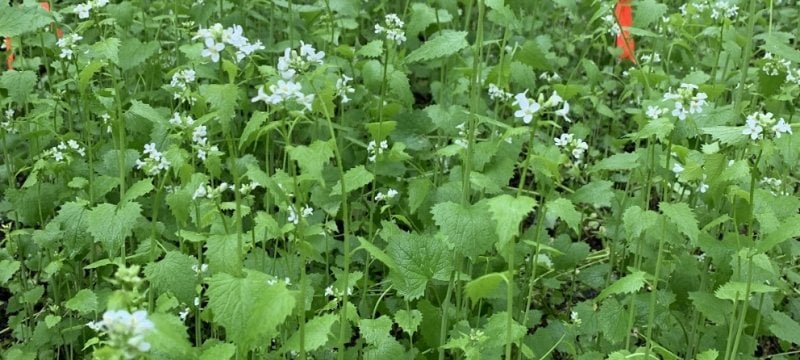 Garlic mustard infestation