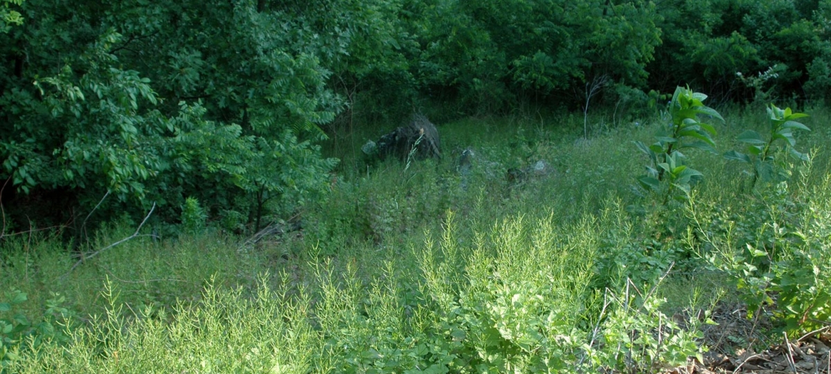 Garlic mustard infestation