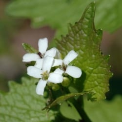 Garlic mustard flower