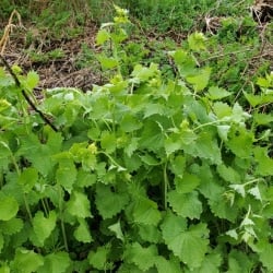 Garlic mustard leaves