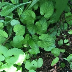 garlic mustard rosette along with native violet