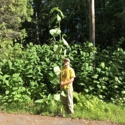 tall stem of giant knotweed