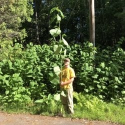 Tall stem of giant knotweed