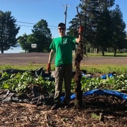 root segment of giant knotweed