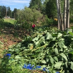 giant knotweed piled on tarp