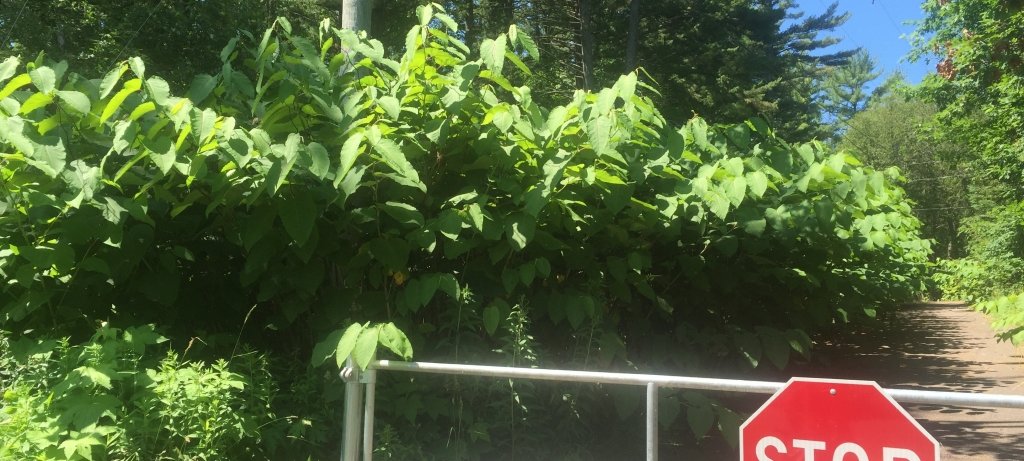 Giant knotweed leaves and stems