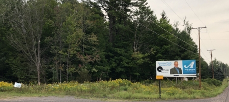 Quilt House giant knotweed in 2020 after 4 seasons of treatments