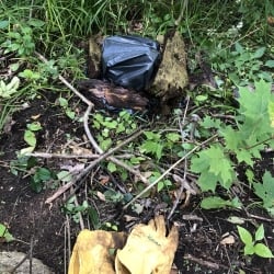 black plastic bag to smother cut stumps