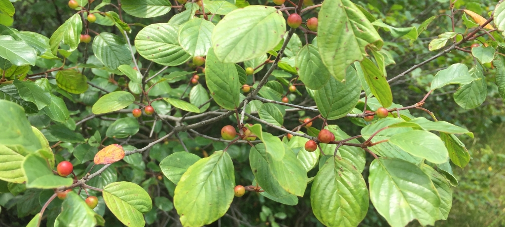 Glossy buckthorn with berries