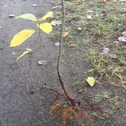 Glossy buckthorn roots