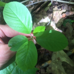 glossy buckthorn new leaves on sapling