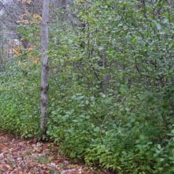 Glossy buckthorn amid trees.