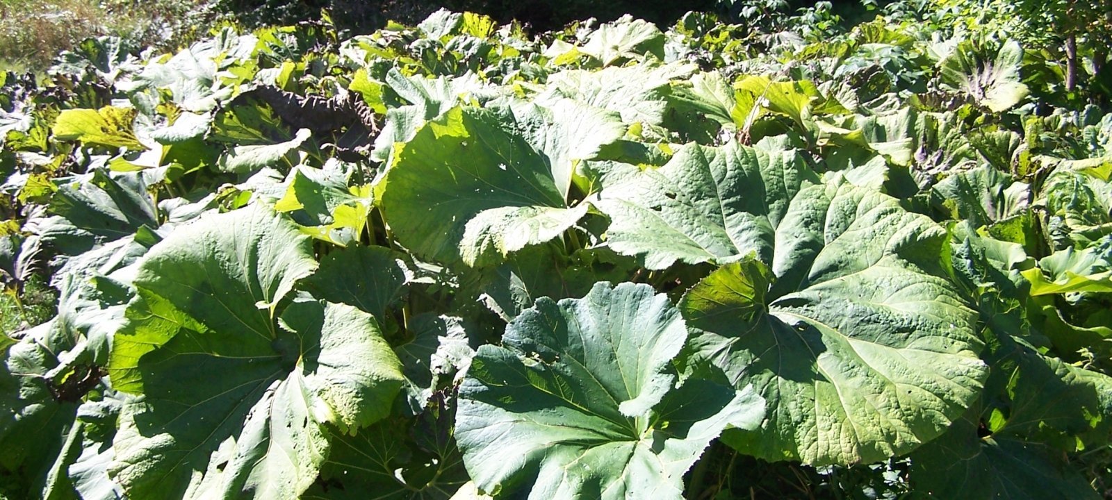 Butterbur