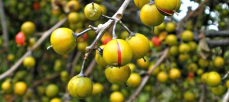 round leaf bittersweet fruits