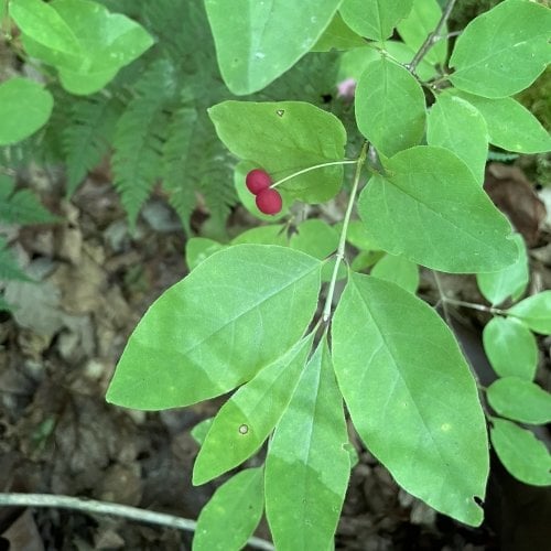 American fly honeysuckle with fruits