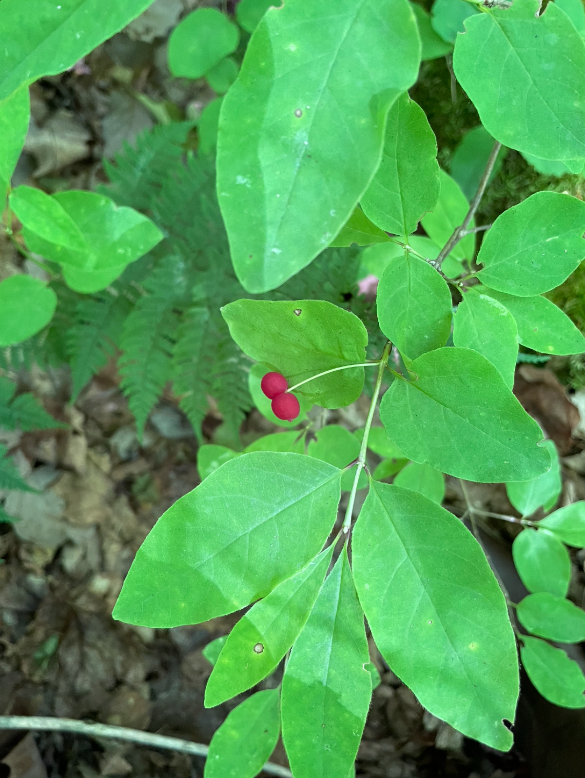 American fly honeysuckle with fruits