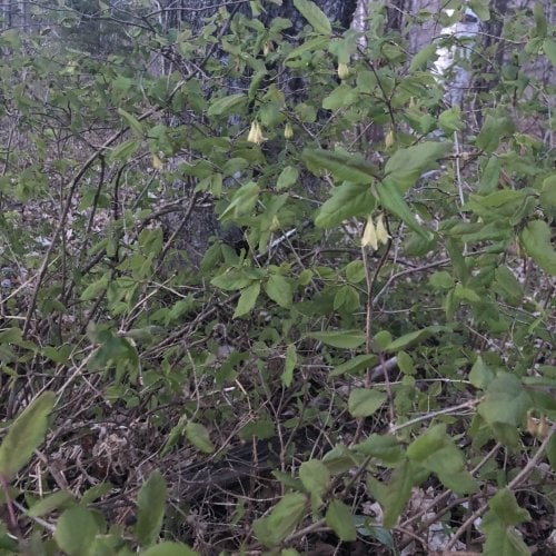 American fly honeysuckle with flowers