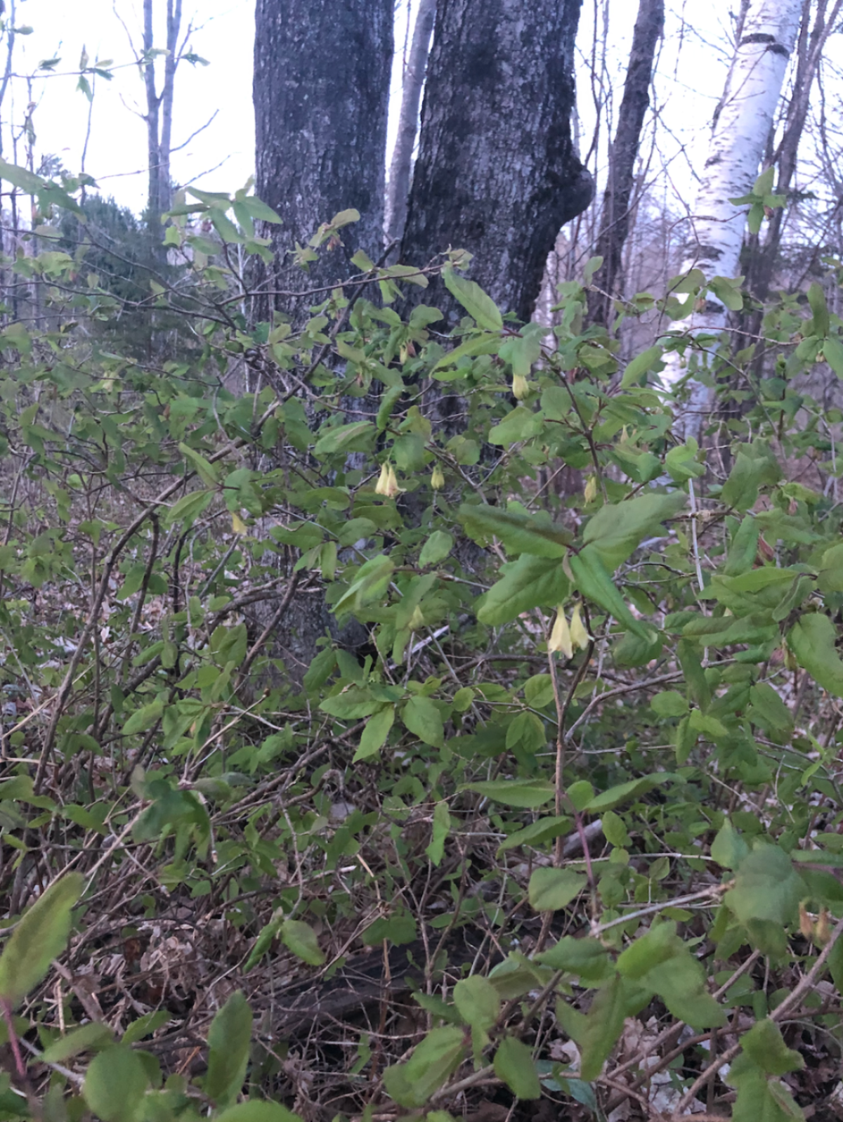 American fly honeysuckle with flowers
