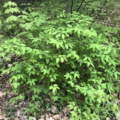 American fly honeysuckle habit