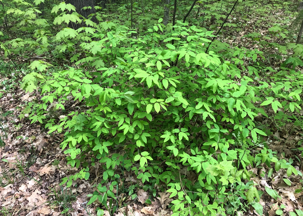 American fly honeysuckle habit