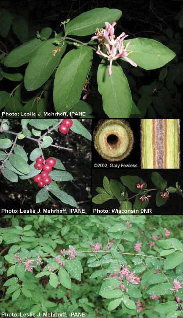 Bell's honeysuckle identifying characteristics from MISIN