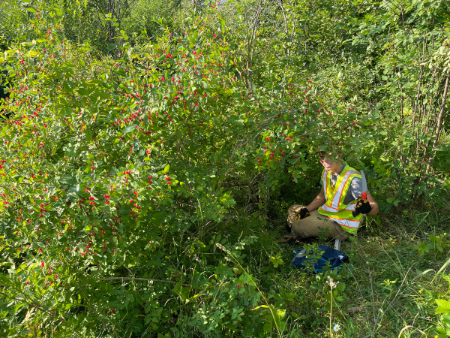 Invasive honeysuckle being managed by KISMA crew member