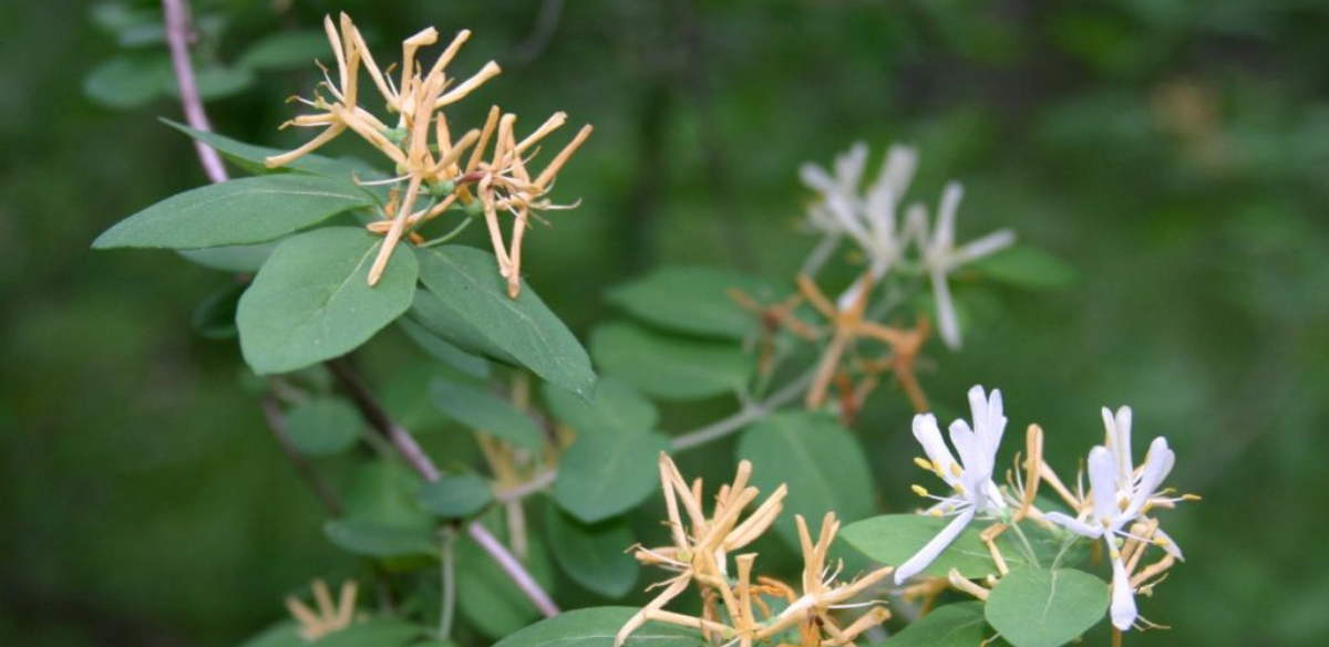Morrow's honeysuckle leaves and flowers. Image credit: Leslie Mehrhoff, Woody Invasives of the Great Lakes (WiGL) Collaborative.