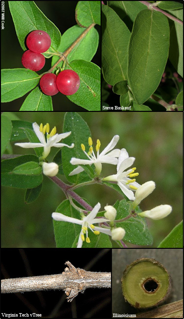 Morrow's honeysuckle identifying characteristics from MISIN