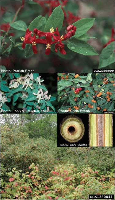 Tatarian honeysuckle identifying characteristics from MISIN