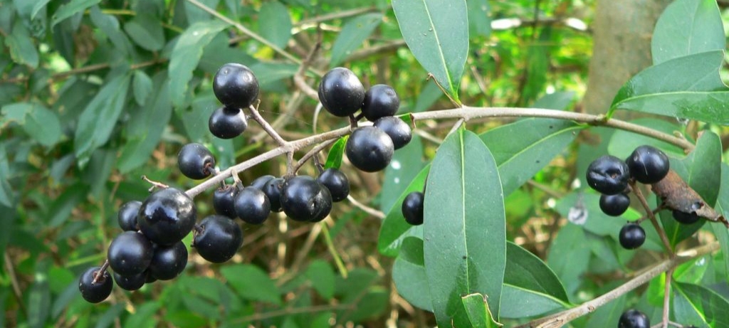 invasive privet with berries