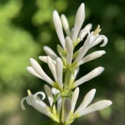 invasive privet flower