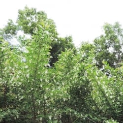 invasive privet shrub with flowers