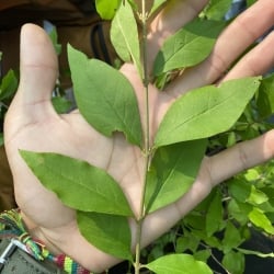 invasive privet leaf structure