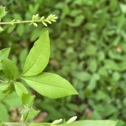 invasive privet leaves and flower