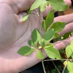 invasive privet leaf