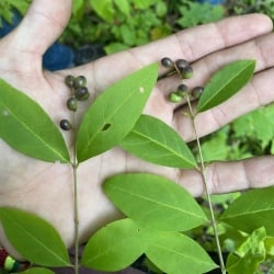 invasive privet leaves and berries