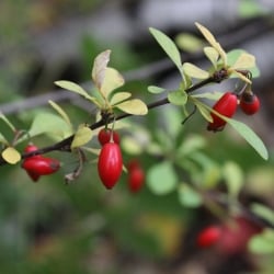 Japanese barberry berries