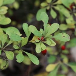 Japanese barberry leaves