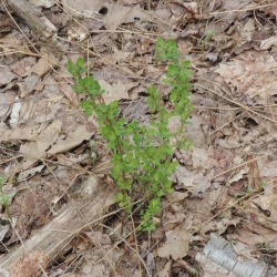 young Japanese barberry