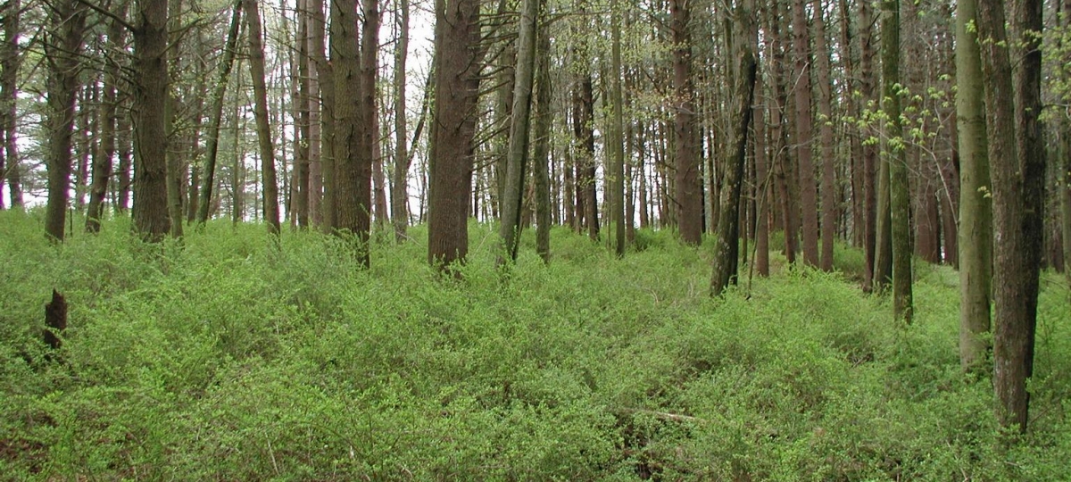 Japanese barberry understory invasion