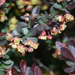 Japanese barberry flowers