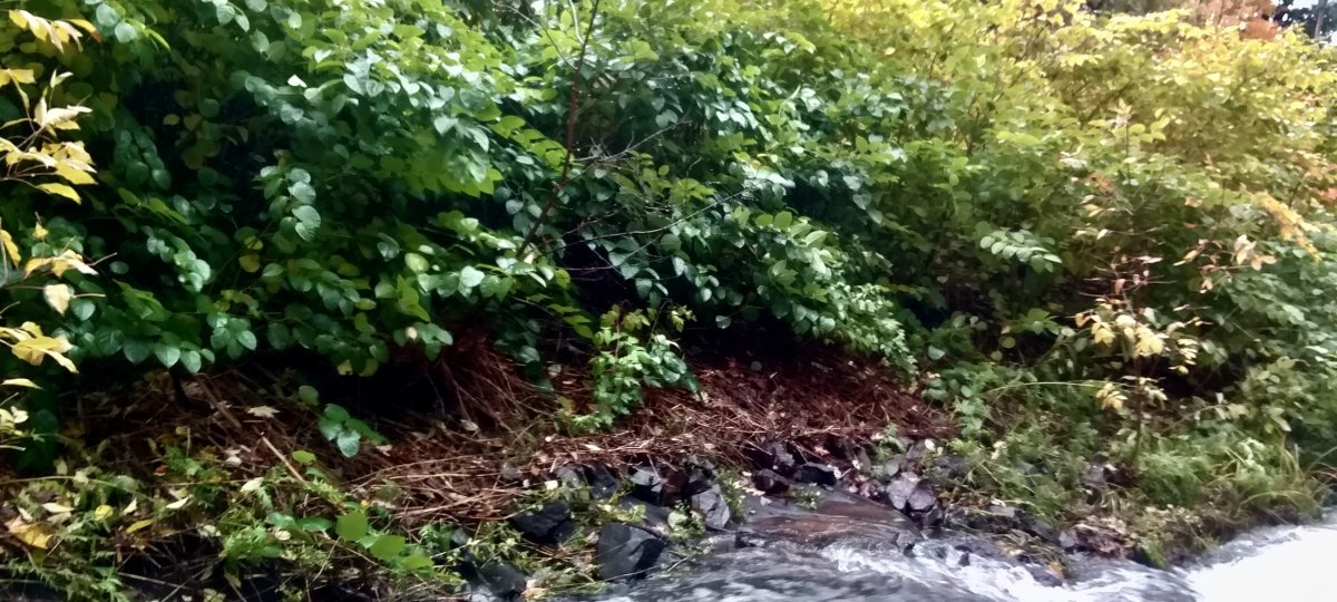 Japanese knotweed along the Peepsock stream